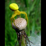 <b> - LOVEC - II. <br> - žltý dodo -</b>