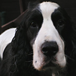 Gaston po X-té.....