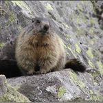 Môj kamarát z Roháčov