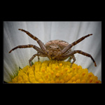 <b>* Malý velký dirigent *</b>