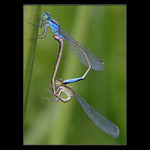 <b>* Pospolu na stvolu *</b>