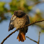 Mladý rehek při ranní očistě