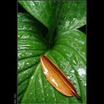 Pluvious leaves ...