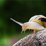 Šnečku šnečku vystrč růžky dokud držím v ruce nůžky