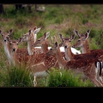 <b>.. černá ovce, sem tam bílá ..</b>