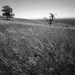 Louka, 2 stromy (jeden suchý) a mráček