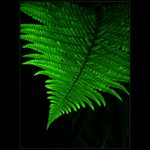 <u>***PURE_NATURE***</U><B>