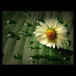 ***SPÍCÍ_KRÁSKA***