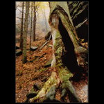 Nouzový východ z lesa