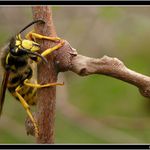 *** leze leze po žel -- klacku ***