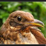 *** na třešních ***