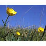 Pryskyrniky modro zlute