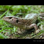 Obyčejná ještěrka