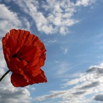 *Papaver rhoeas - mák vlčí*