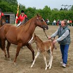 Neposlušné hříbě