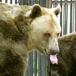 Řekni sýýýýr ...