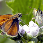 "...si tady dáváš do sosáku a já abych....."