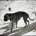 pes, nepes (slowin\' down)