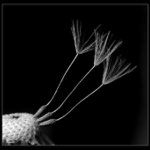 ... tři grácie ...