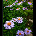 Vždy je někdo vpředu...