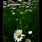 Vždy je někdo vpředu...II