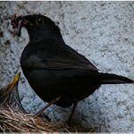 Nečum nám do talíře !!!