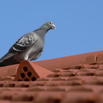 Vrků vrků já mám sucho v krku!