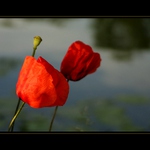 Pro Makovou panenku...