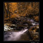 Až zase začne žloutnout listí...