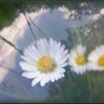 Impressio Caelum Bellium