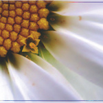 Aulaeum chrysanthes