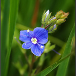 fialka aka rozrazil ;))