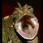 <B>CVRČKOVA SMRT<hR>