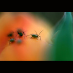 <B>MŠICIHO PARTA<hR>