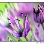 Fantazie paprsků II