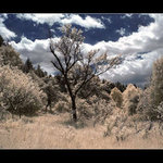 Strom ve středu a v neděli