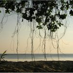 Větvičkový závěs