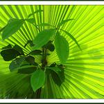 Prorůstání listů