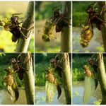 ** Reinkarnace dravce **