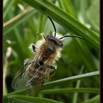 ** Ztracená v trávě **