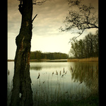 Třeboňské rybníky - obraz II.