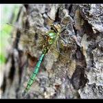 Somatochlora metallica metallica