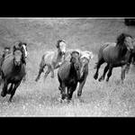 V ústrety slobode....