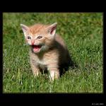 <B>ROZZLOBENÉ KOTĚ<BR>