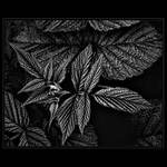 <b>Z mechu a maliní...<hr></b>(...temná strana...)<br><b>