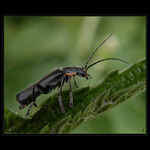 BROUČEK(...jen tak...)