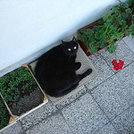 Čerňucha s vlčími máky