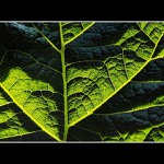 Z lopuchového listoví