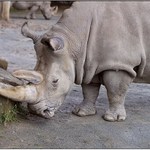 Poslední letošní pampeliška