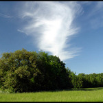 Vír v koruně stromu